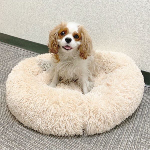 The essential new puppy checklist your family needs