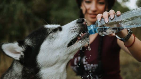 Mark Your Calendar for These Month-Long Pet Holidays In July