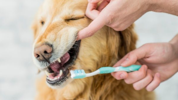 Dog dental care how to keep your dog's teeth clean
