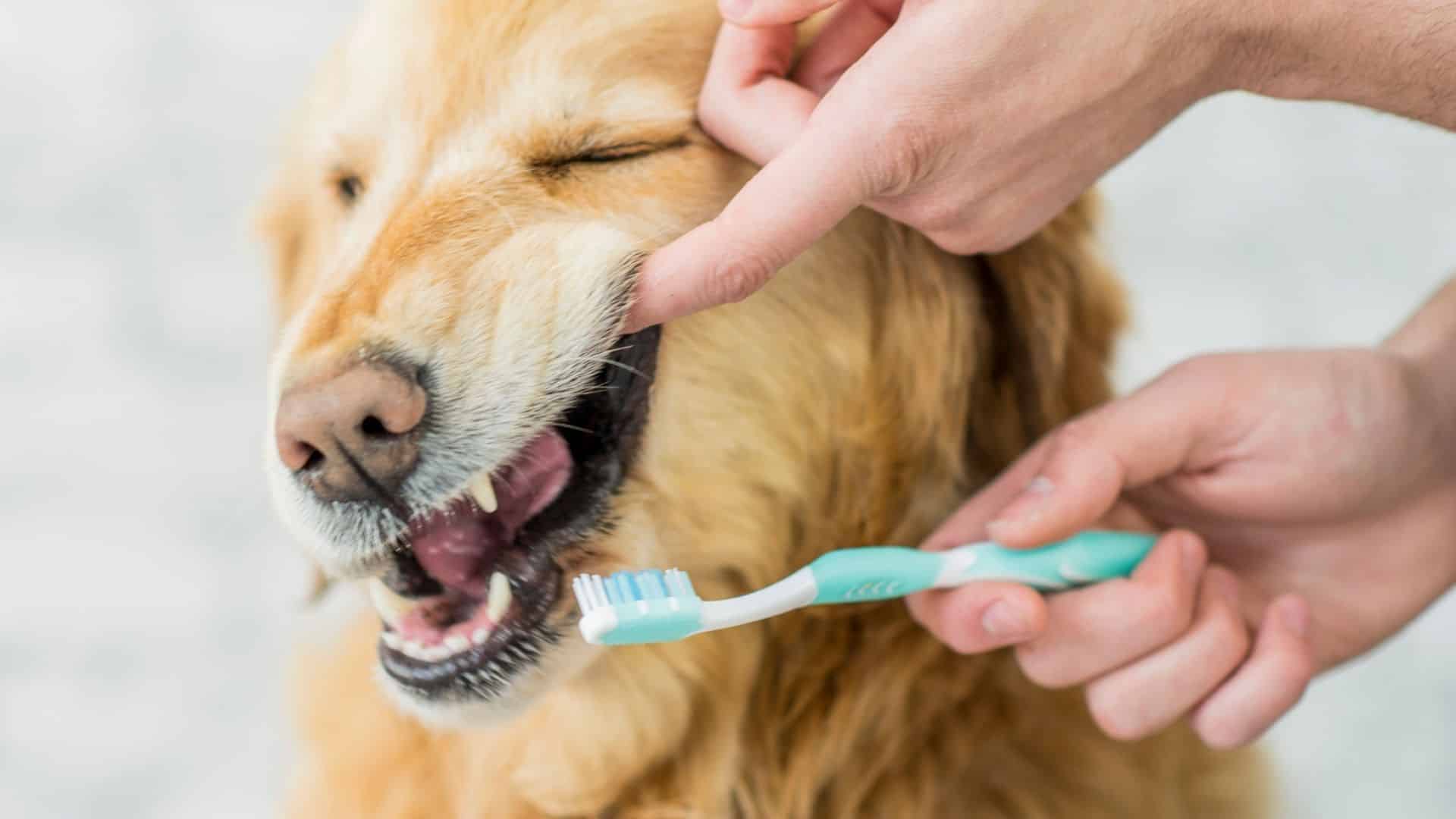 How to use mouthwash for dogs: a pet parent guide