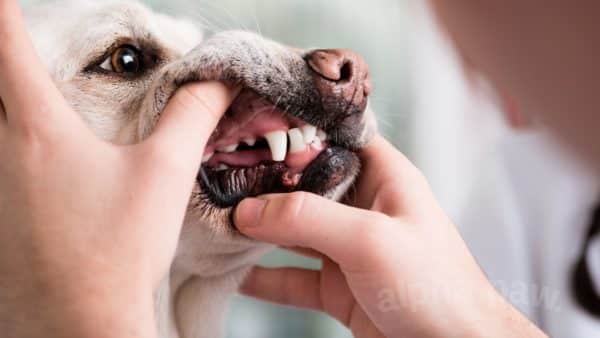 Gum health in dogs