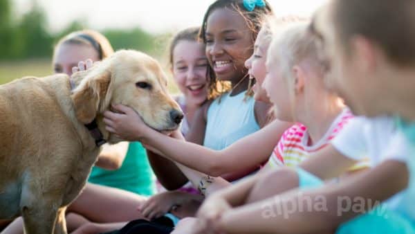 10 ways children can help with pets