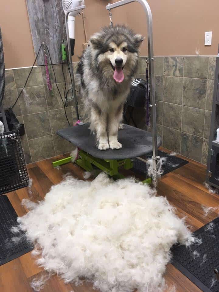 You can make another dog just from their fur... Literally