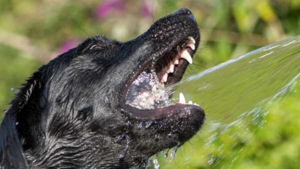 Everything you need to know about mouthwash for dogs