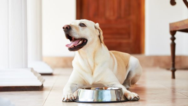 dog food for healthy teeth