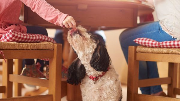 10 ways children can help with pets