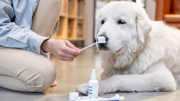 Everything You Need to Know About Mouthwash for Dogs