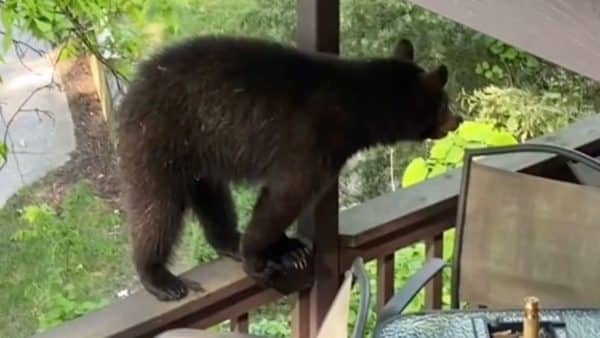 Watch a brave dog defends his home against a surprised bear