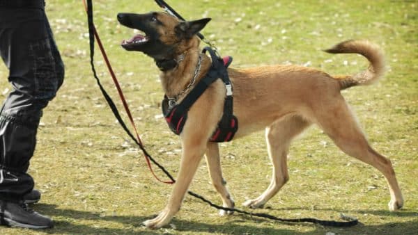 How to adopt a dog that failed tsa canine training!