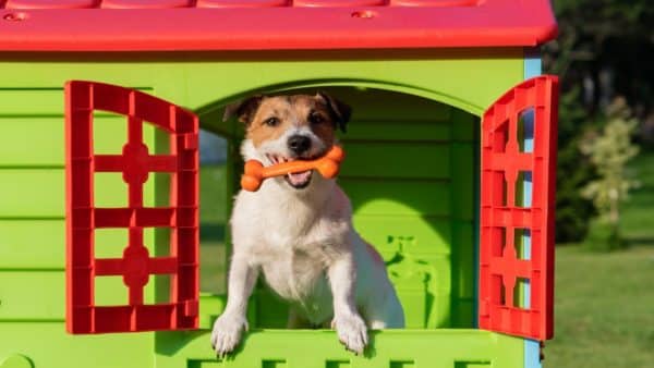 Mark Your Calendar for These Month-Long Pet Holidays In July