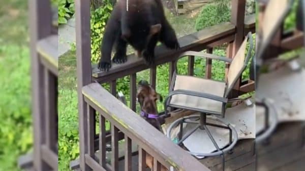 Watch a brave dog defends his home against a surprised bear