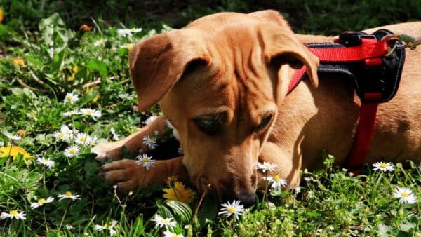 Is Your Dog Wheezing? Our Vet Explains Why - And How to Help