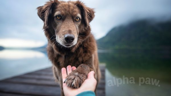 How Do Dogs Help Us Live Longer?