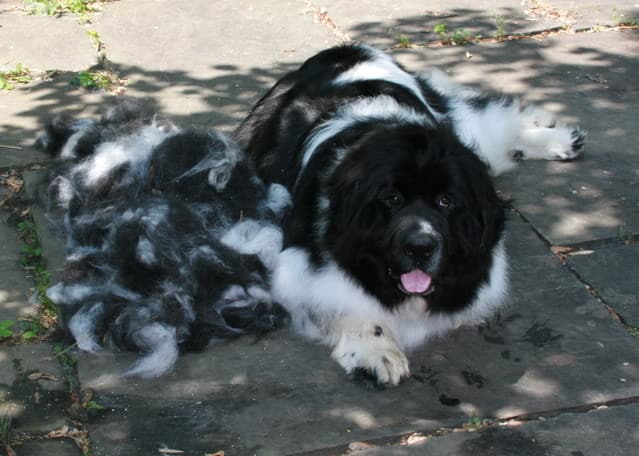 You can make another dog just from their fur... Literally