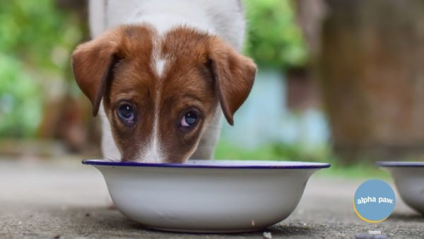 Pure vita dog food review a holistic alternative