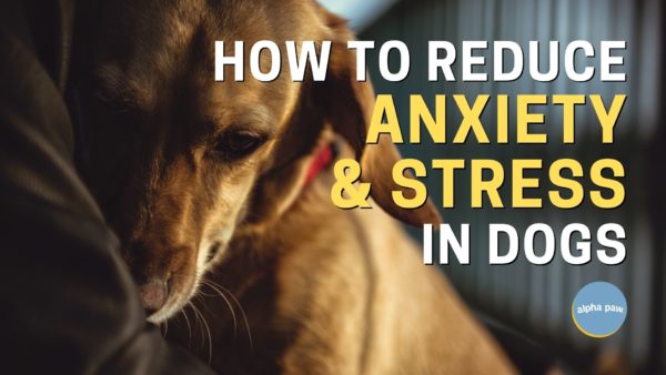 Reduce anxiety in dogs with alpha paw calming chews!
