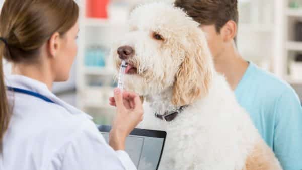 can a dog overdose on trazodone