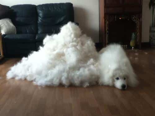 You Can Make Another Dog Just From Their Fur... Literally