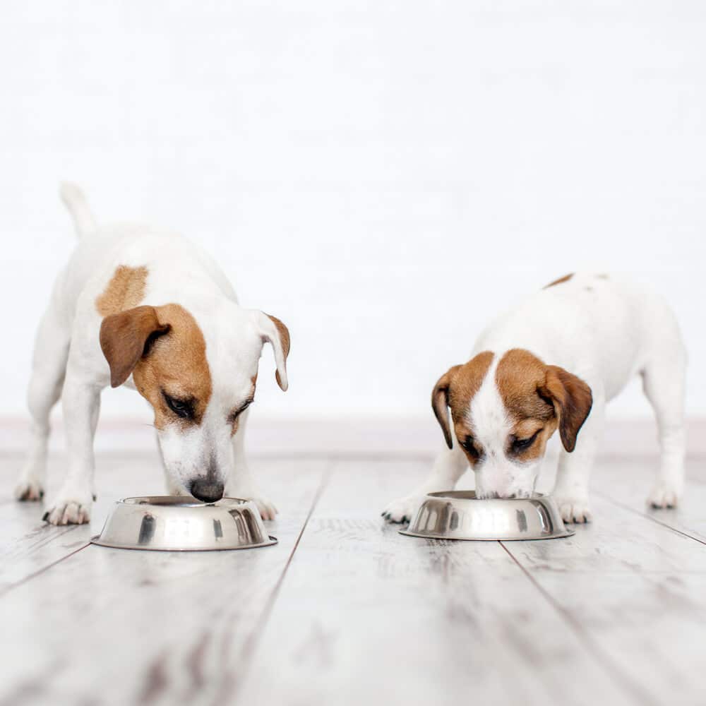 8 reasons dog parents are switching to natural vitality dog food