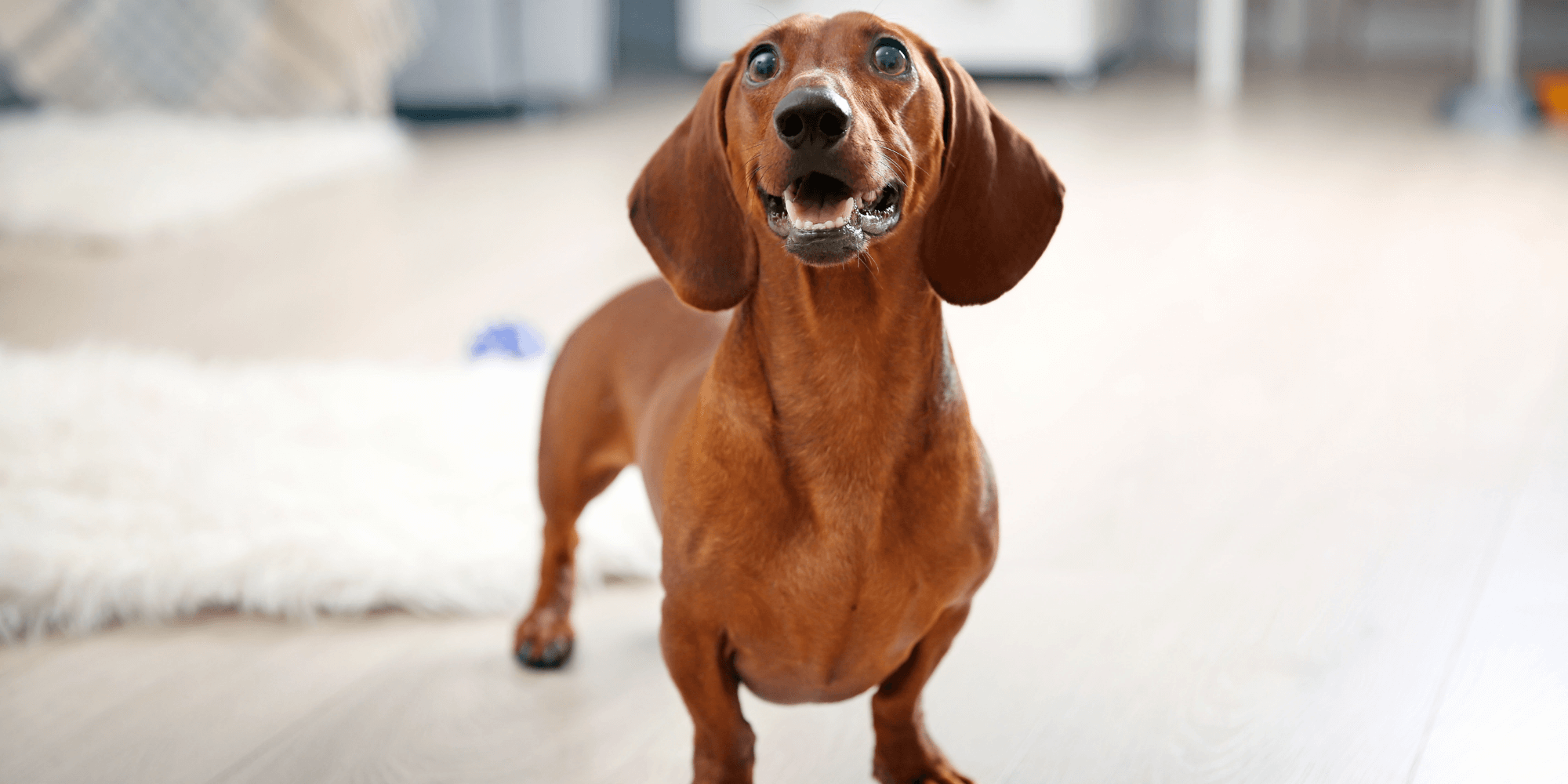 7 Reasons Why Dachshunds Are Switching To This Kibble