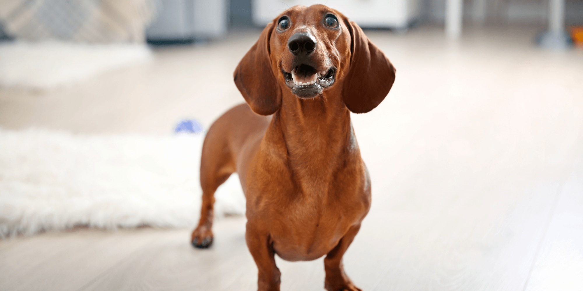 7 reasons why dachshunds are switching to this kibble