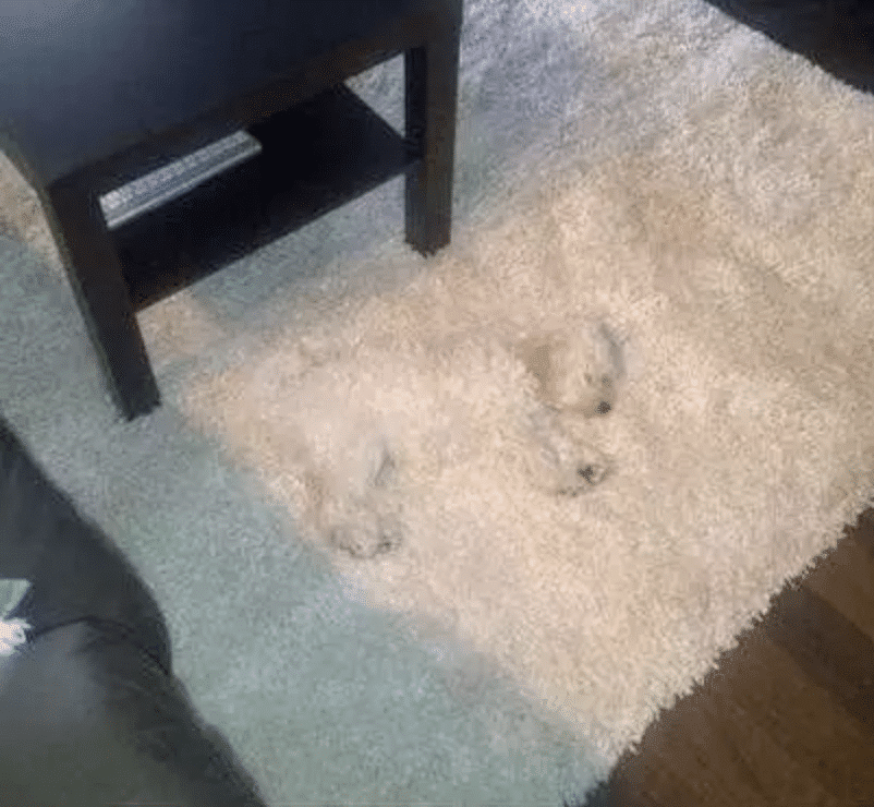 These 10 dogs are competing for hide & seek champion