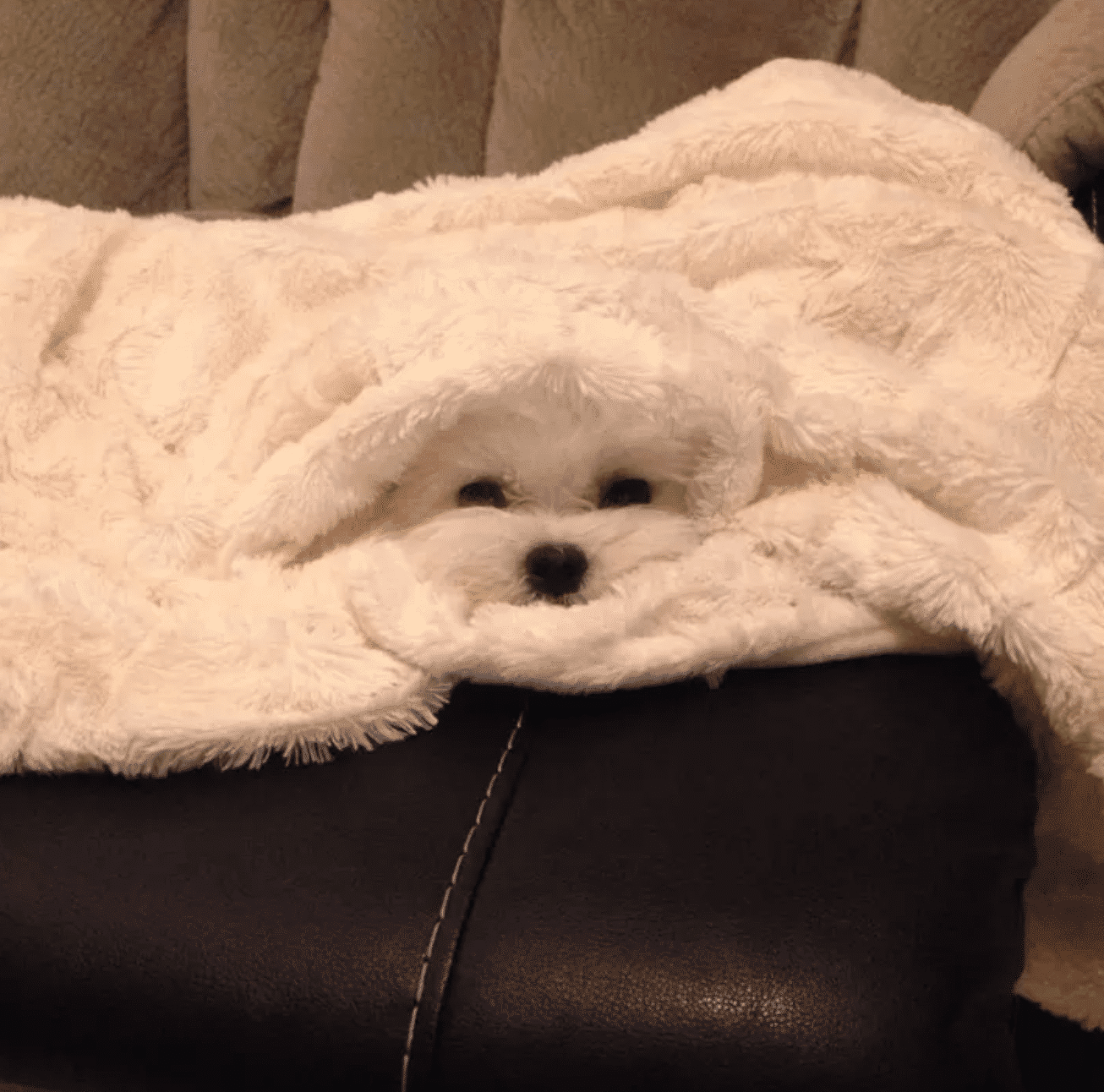 These 10 dogs are competing for hide & seek champion