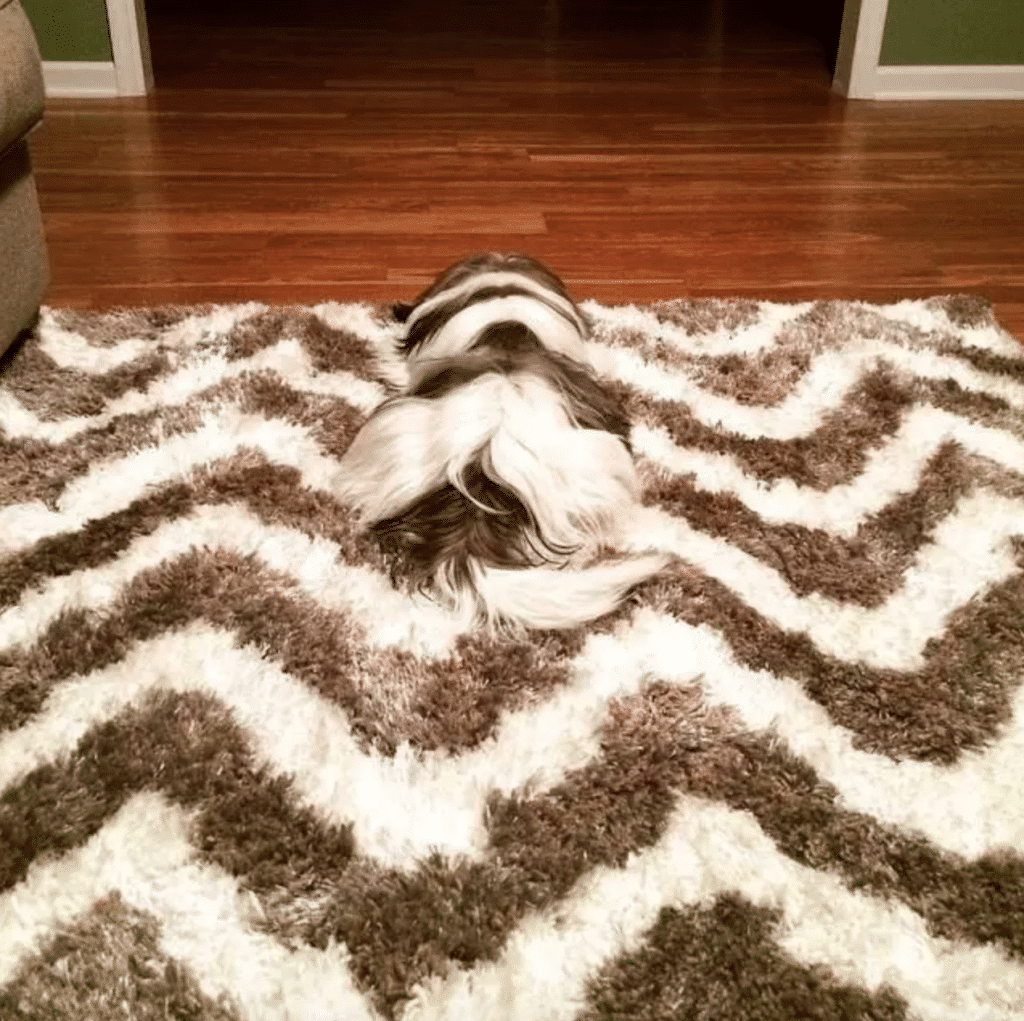These 10 dogs are competing for hide & seek champion