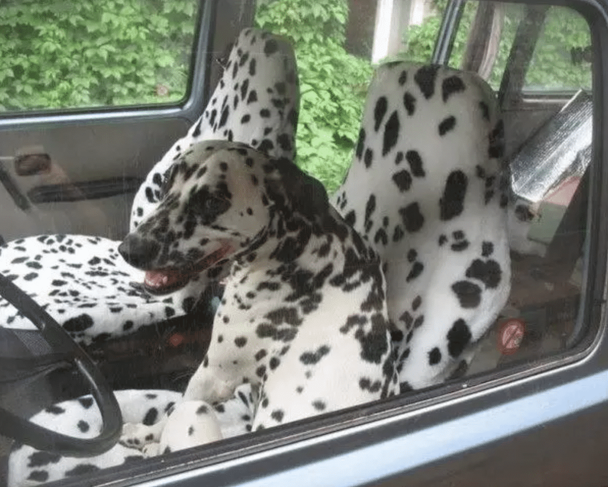 These 10 dogs are competing for hide & seek champion