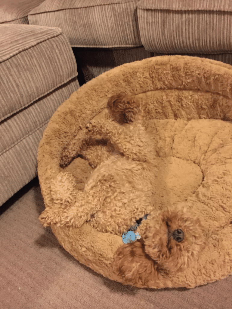 These 10 dogs are competing for hide & seek champion