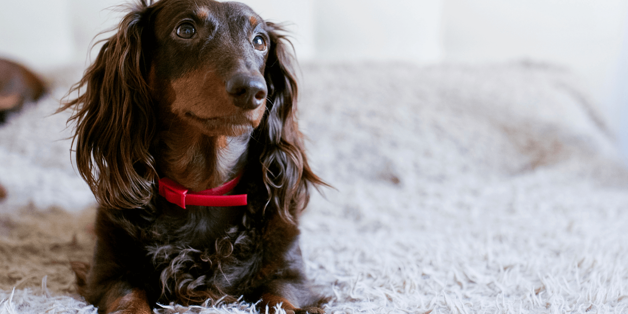 7 Reasons Why Dachshunds Are Switching To This Kibble