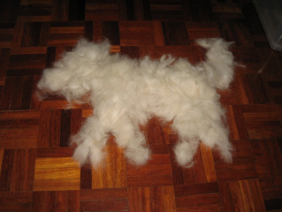 You can make another dog just from their fur... Literally