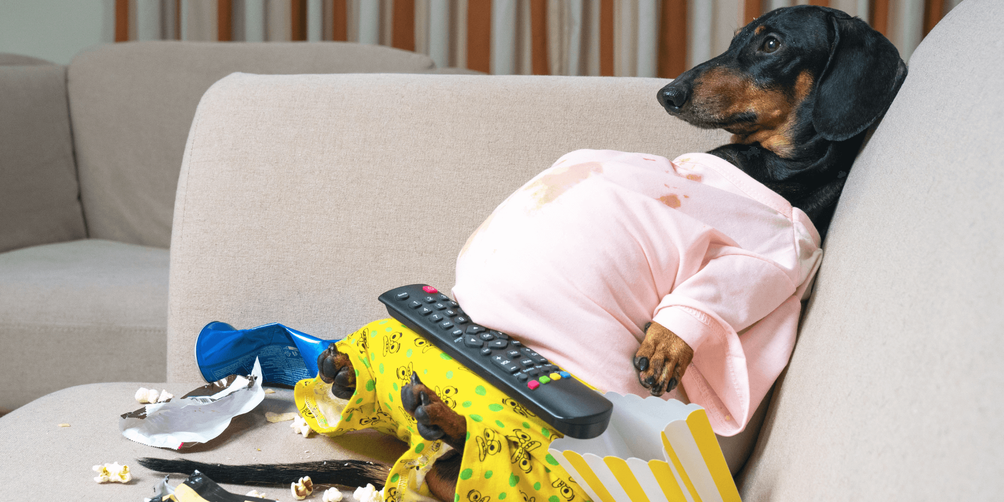 7 reasons why dachshunds are switching to this kibble