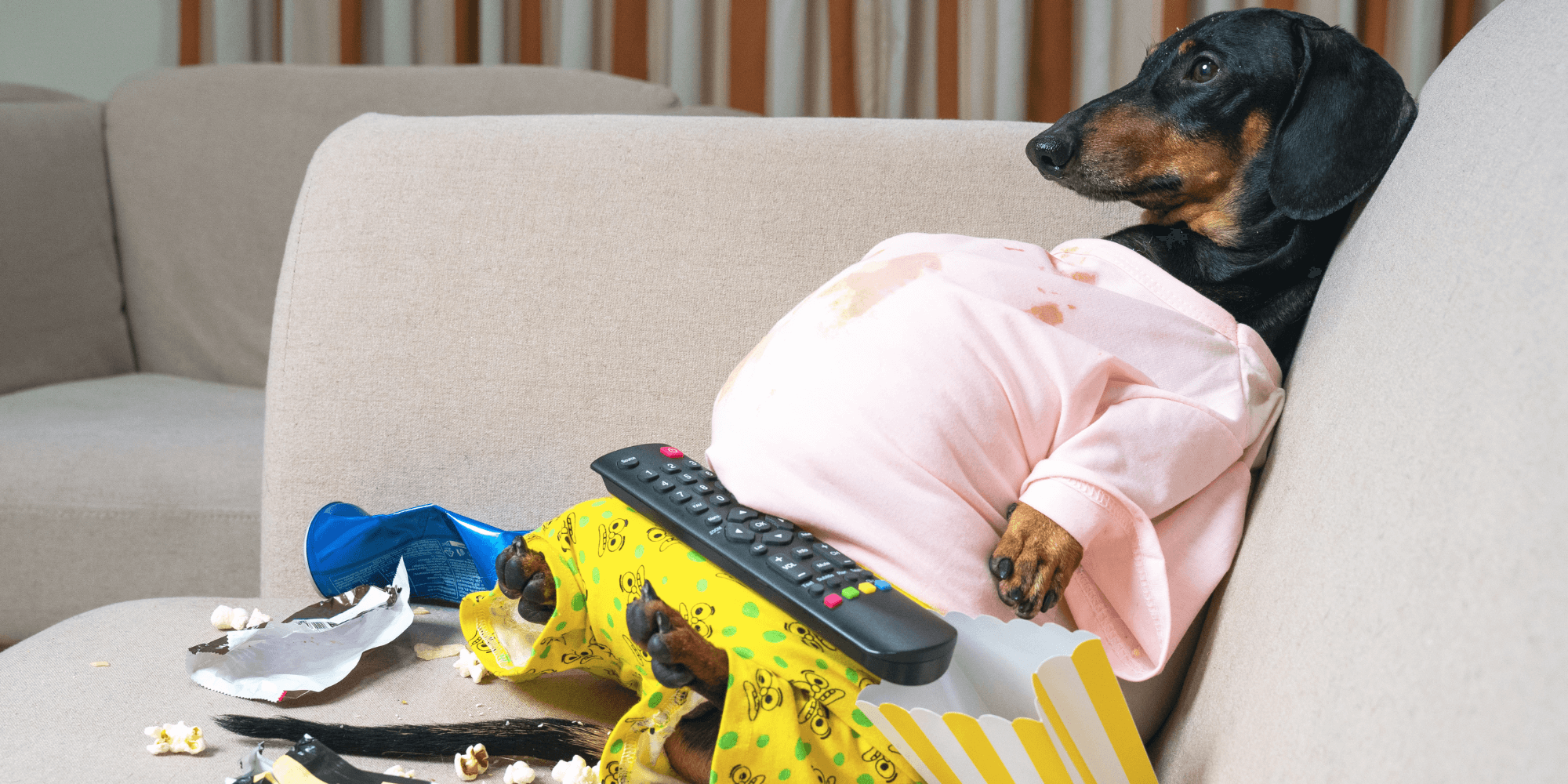 7 Reasons Why Dachshunds Are Switching To This Kibble