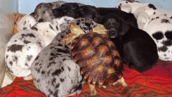 An Incredible Friendship Between Dogs And Their Turtle