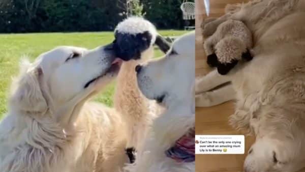 A dog adopts orphaned lamb after its own mom rejects it (video)