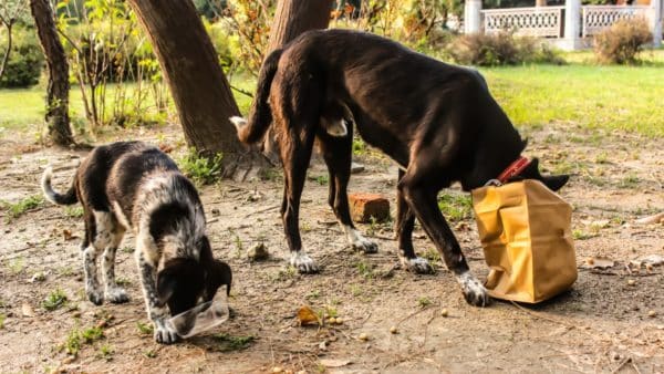 Why is My Dog Eating Poop? Treatment and Prevention