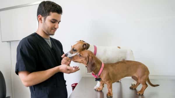 Preventive care and wellness guidelines for dogs