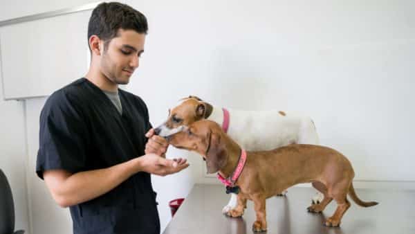 Preventive Care and Wellness Guidelines for Dogs