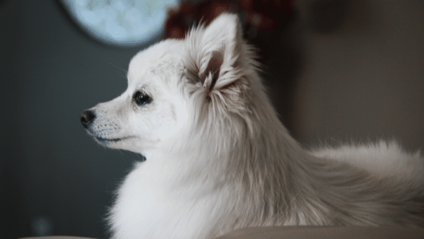 American eskimo dog side view