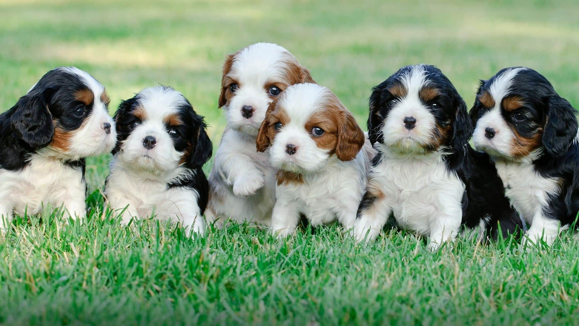 dogs king charles spaniel dogs king charles spaniel