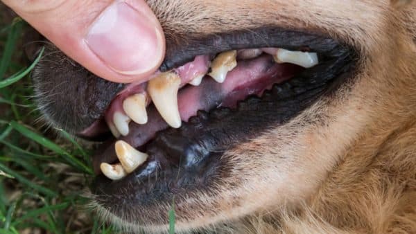 Periodontal disease in dogs: warning signs, treatment and prevention