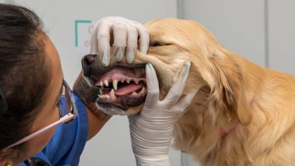 How to Keep Your Dog's Teeth Clean In Between Dental Visits