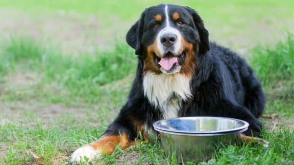 Why is My Dog Eating Poop? Treatment and Prevention