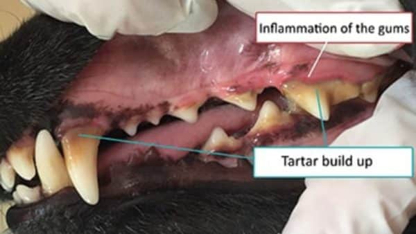 Periodontal disease in dogs: warning signs, treatment and prevention