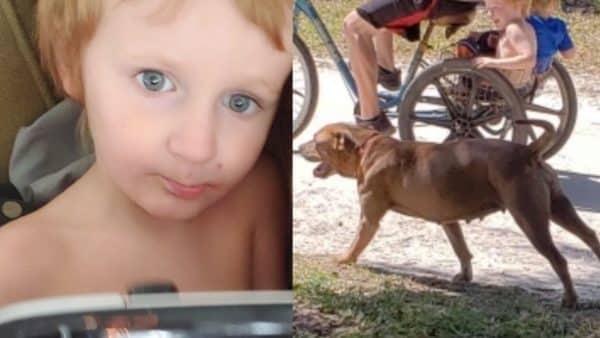 Missing Boy Is Found Safe And Sound After Being Protected By His Family Dogs