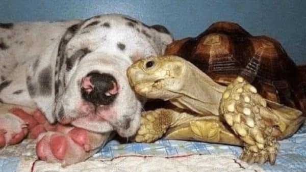 An Incredible Friendship Between Dogs And Their Turtle