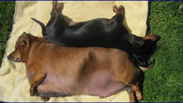 Meet obie: the biggest dachshund in the world