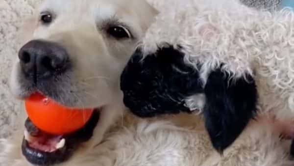 A dog adopts orphaned lamb after its own mom rejects it (video)
