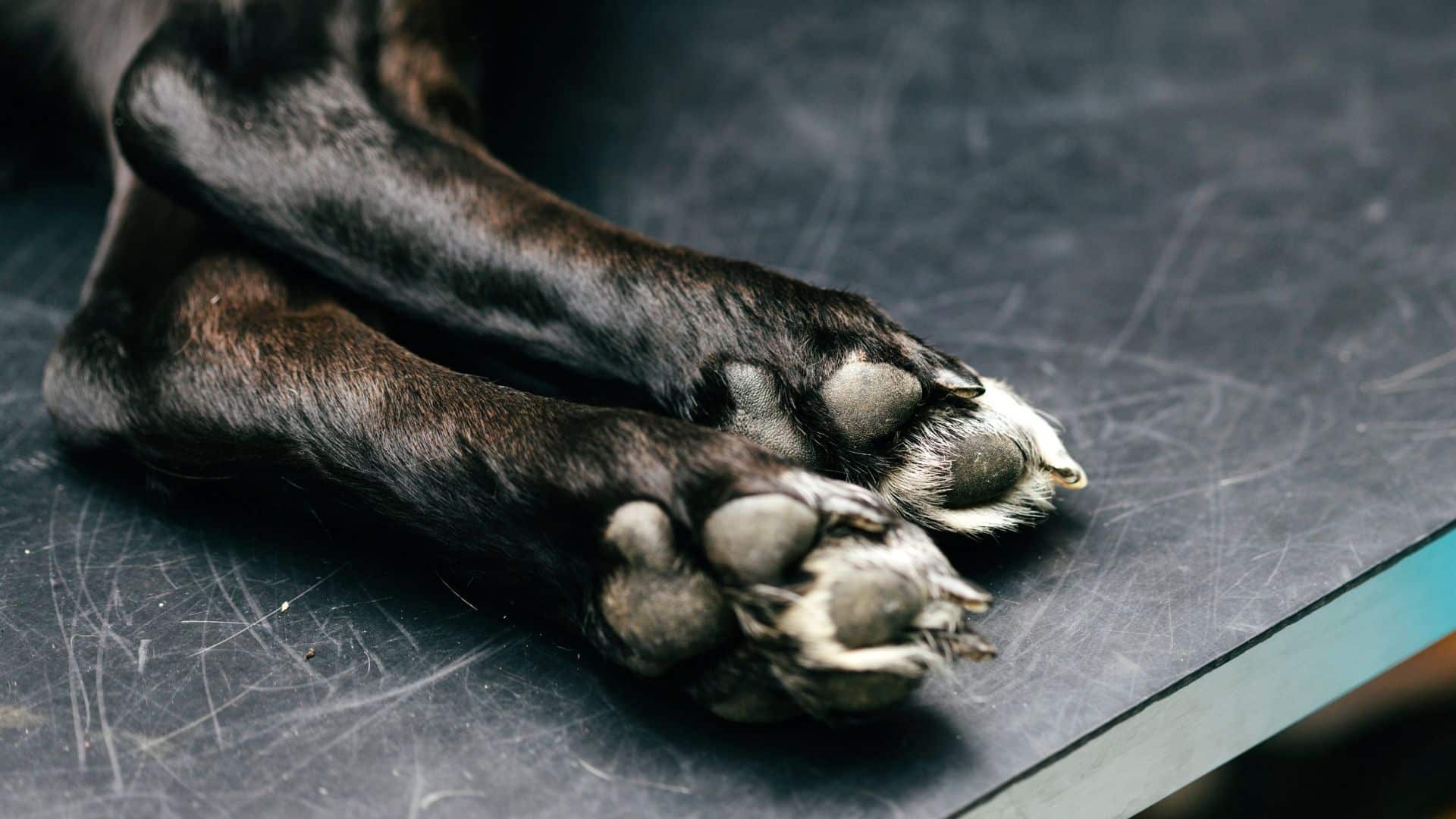 Why Is My Dog Limping 4 Common Leg Wrist Injuries In Dogs why-is-my-dog-limping-4-common-leg-wrist-injuries-in-dogs